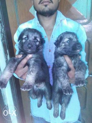 German Shepherd adorable puppies available male