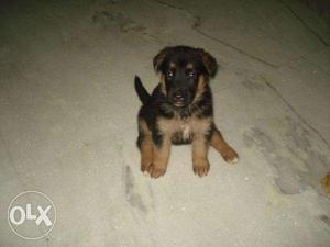 German shepherd puppies available in sanatorium