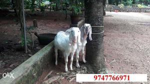 Goat Kids for Sale