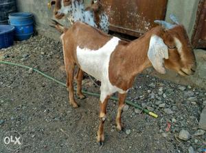 Goats available on very low price...