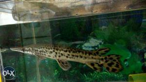 Gold body black spotted alligator gar length 1 foot long