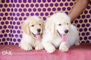 Golden Retriever Smiling Quality puppies