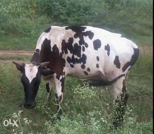 Good cow in 2 liters morning evineing 2 liters