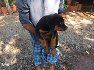 Good quality ROTT WEILER puppy with certificate
