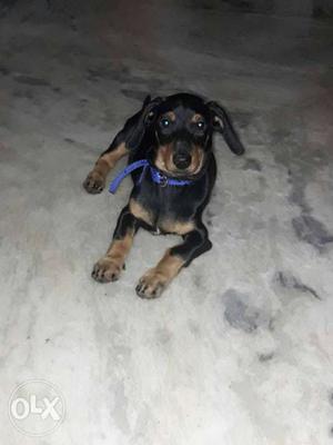 Good quality dachshund female 3month old for sale