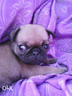 Good quality female pug dog. 5%off for first caller