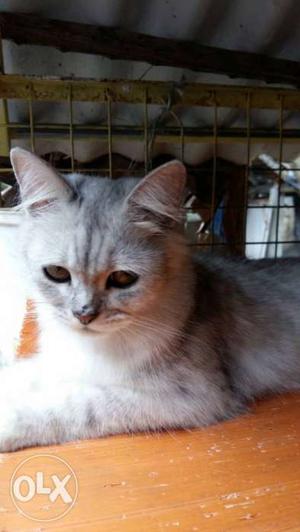 Gray And White Short Fut Cat with orange eyes