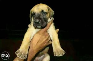 Great Dane female Puppy Champion breed for sale.