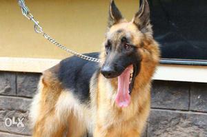Gsd for sale female