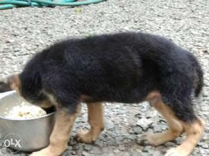 Gsd pappys show kollitty 45days old male and