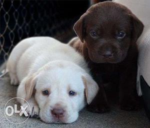 Gud quality double boned box face Australian lab pups multi