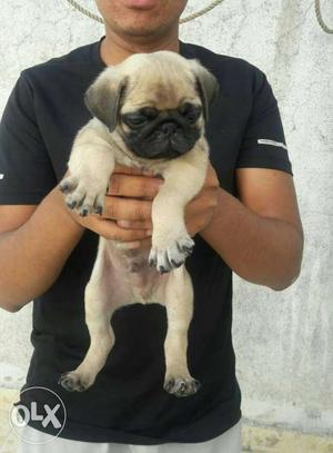 Gud quality pug puppies available