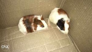 Guinea Hamsters. Very Active and Healthy.