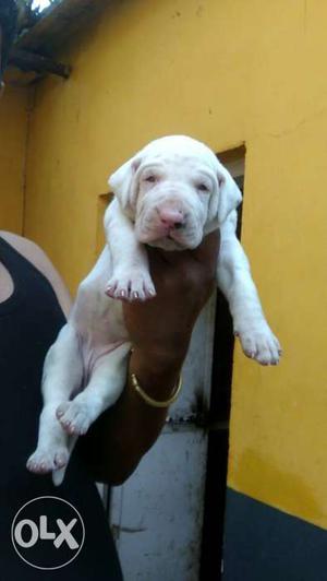 Harlequin great dane female puppeis available
