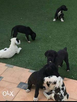 Harlyquin great Dane male for sale