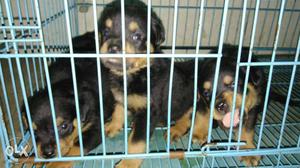 Health Rottweiler puppies of 25 days old