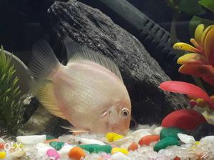 Healthy Active Severum Fish Size - 3 inch Price -
