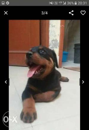 Healthy roteweiller male puppy full vaccined..