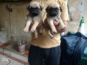 Healthy toy breed pug "beagle puppies ready to