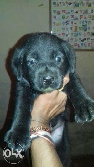 Heavy bone labradore puppies available black and
