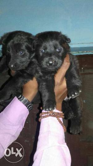 Heavy bone quality labradore puppies available