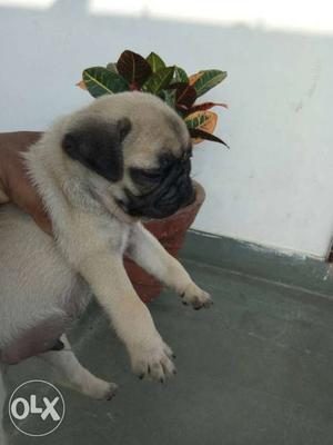High quality pug male pup available
