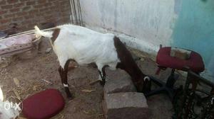 I wanto sell my goat