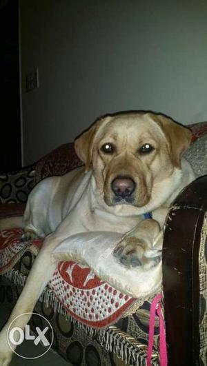 IKL certified labrador up for mating..