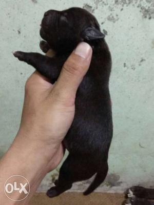 Import bloodline Black American bully Puppies