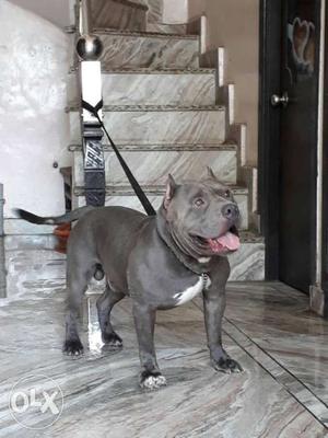 Important Xl Size Gray American Bully Pup Sell