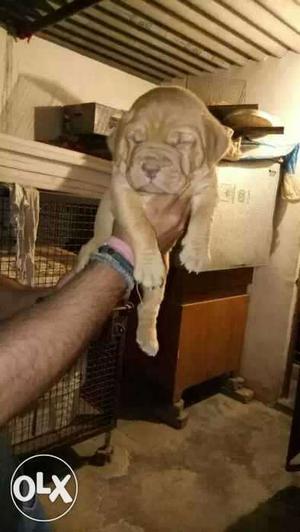 Imported French Mastiff Puppies with Papers for sale at your