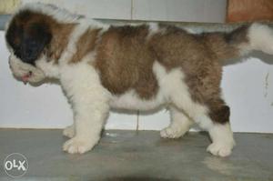 In pune Good quality saint barnad puppy for sale.