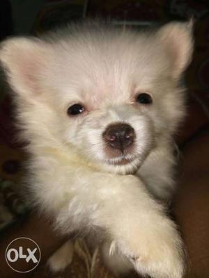 It's 45 days old tea cup pomeranian. Selling