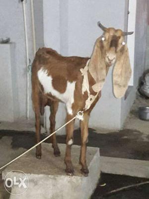Jamnapure bowen female goat good line breed