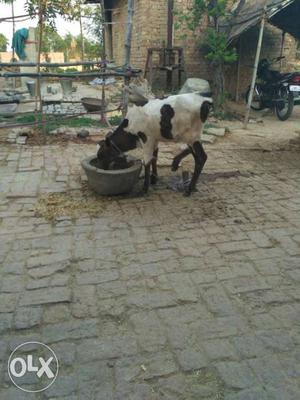 Jaunpur cow