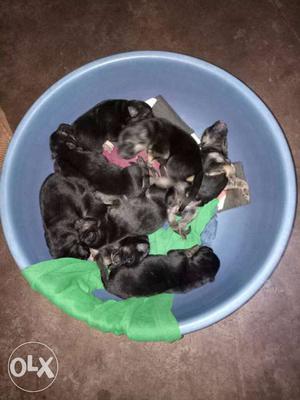 Jerman Shepard breed puppies for sale...