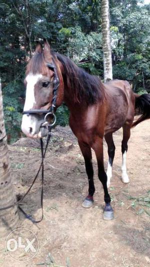 Kalpadi horse male for sale