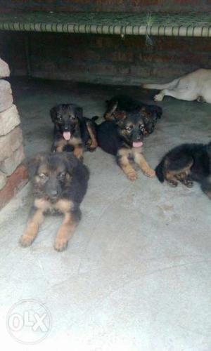 Keep pure quality puppies German & labra sell