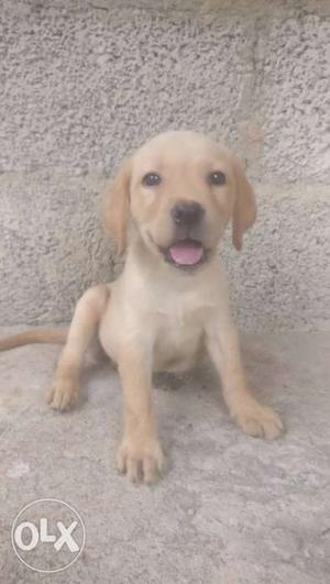 Lab Puppy(Female) For Sale Gold Colour 1 month