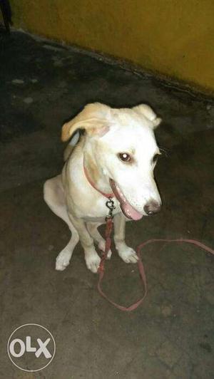 Labra Mix and 5 month female puppy. She is very