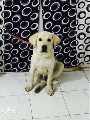 Labra first breed very active n loving price