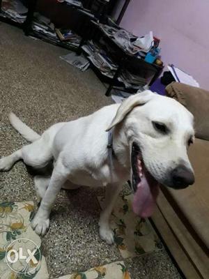Labrador Male Dog Available For Mating...