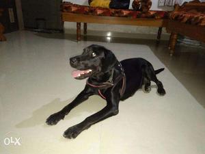 Labrador female dog 1 year old in junagadh