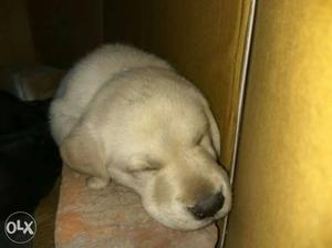 Labrador female puppies available