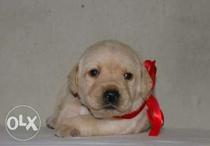 Labrador male female puppies available. We deal