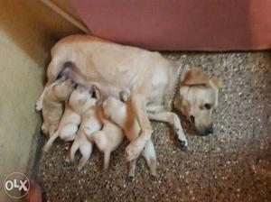 Labrador male n female puppy available in amanora