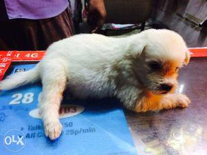 Lhasa 32 days old