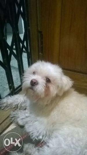 Looking for a female Lhasa Apso for mating for my