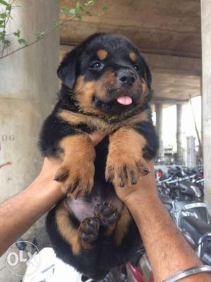 Mahogany punch face Rottweiler Puppy all breed pupp