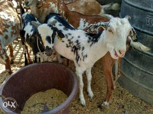 Male and Female goat available for breeding...